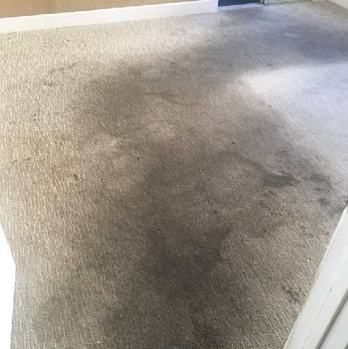 Carpet Stain Removal Before