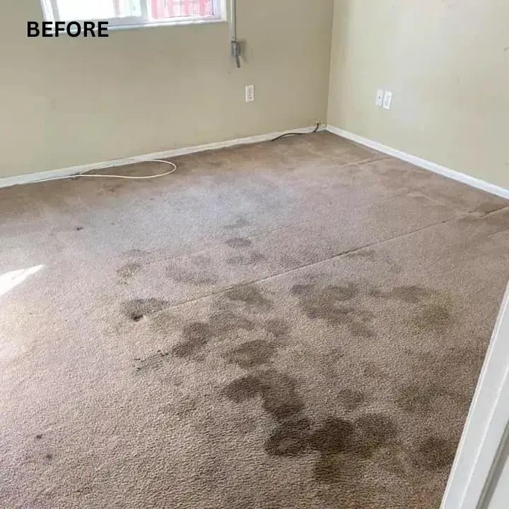 Before Carpet Cleaning