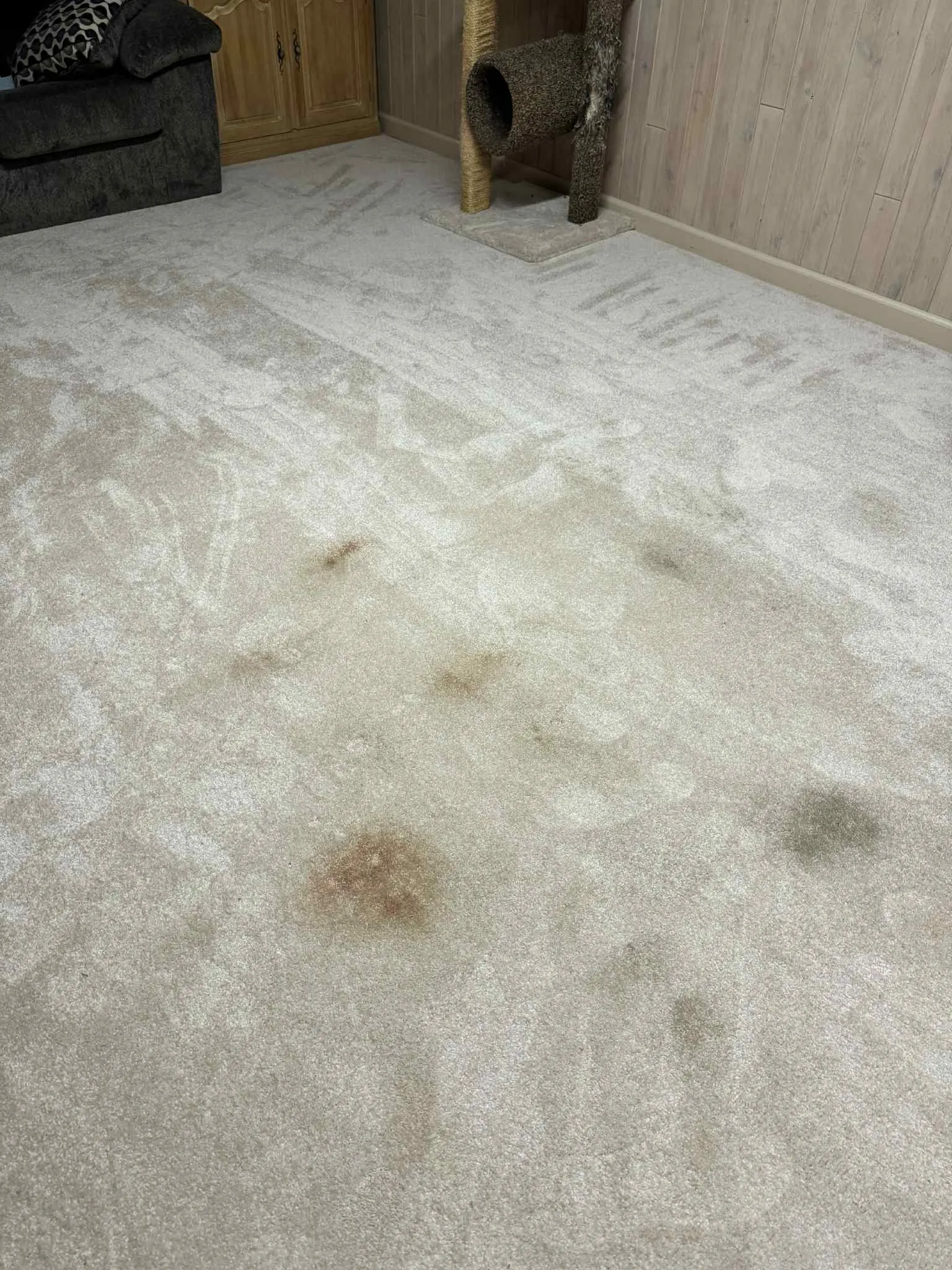 Carpet Cleaning Before