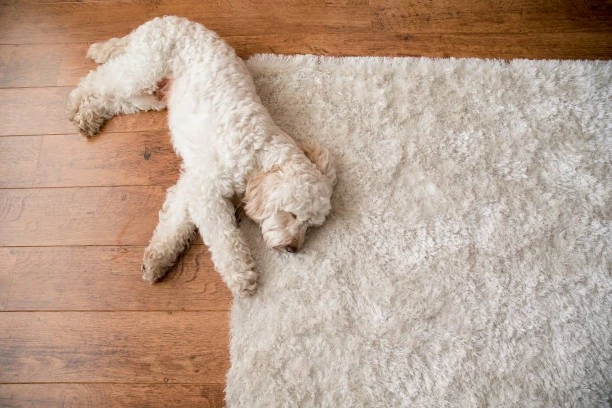 How often should you clean your rugs