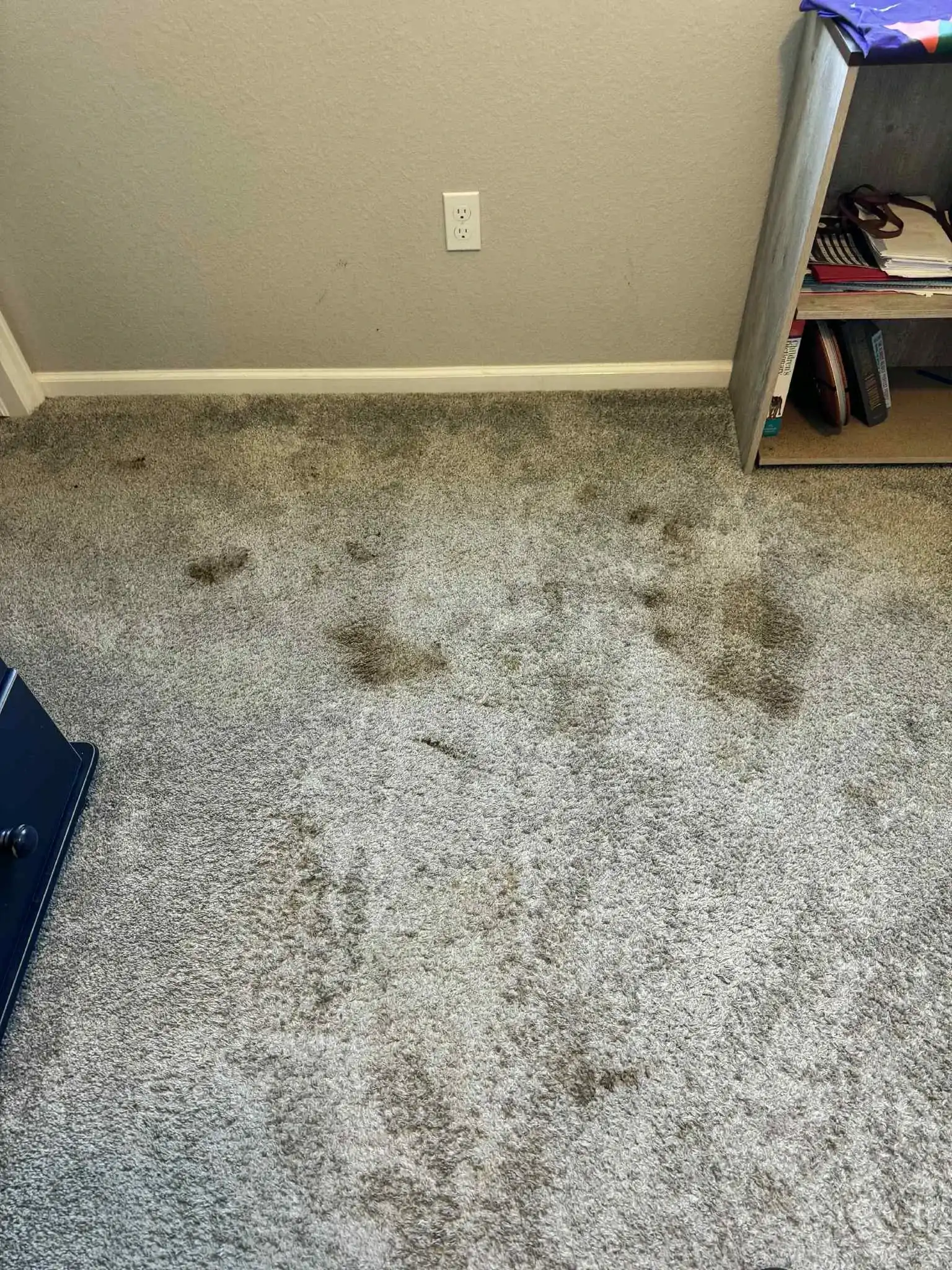 Carpet Cleaning Before