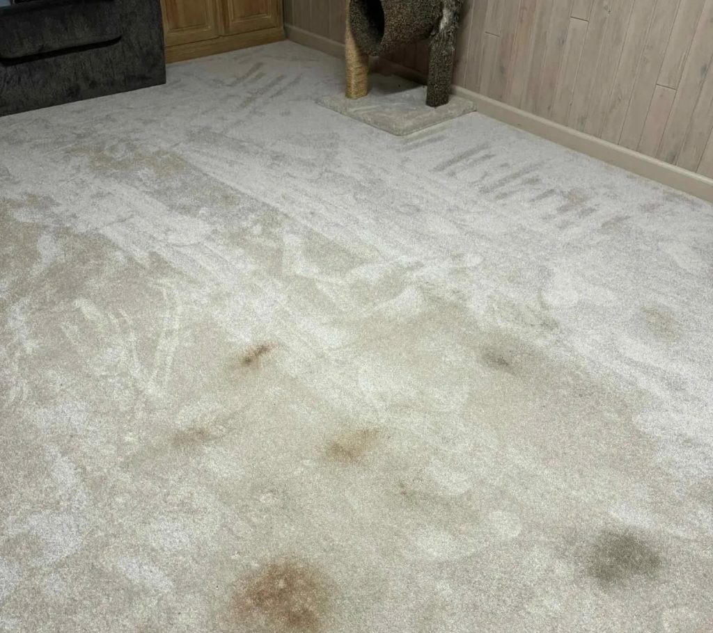 carpet cleaning odor removal